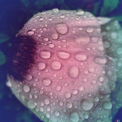 Shows - The Four Points are Thus Beheld